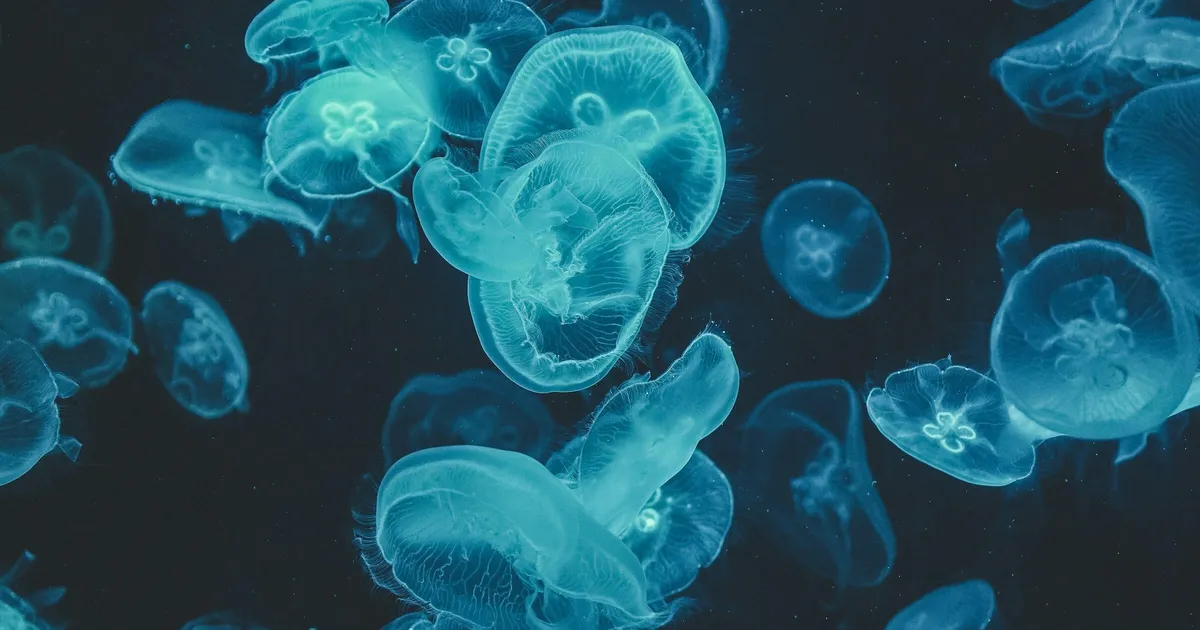 Meduusid «otsustasid» et panevad tuumajaama seisma ja tegidki seda