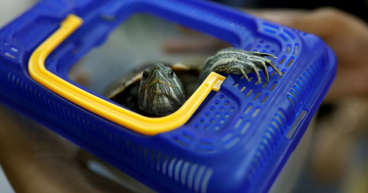 USA võimud pidasid kinni sokkidesse topitud kilpkonni riigist välja viinud mehe