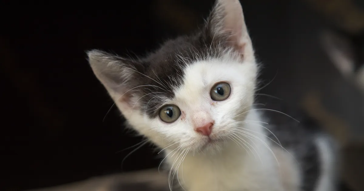 «Sügise saabumisega algab iga-aastane õudusunenägu!» Eramaja aia taha visati kassipoeg