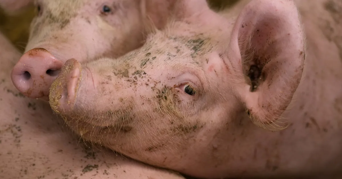 Läti seafarmis avastati seakatk