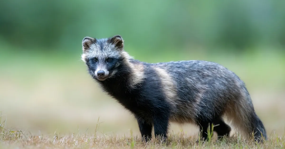 Metsloom piinles tunde: ärge visake oma prügi metsa alla!