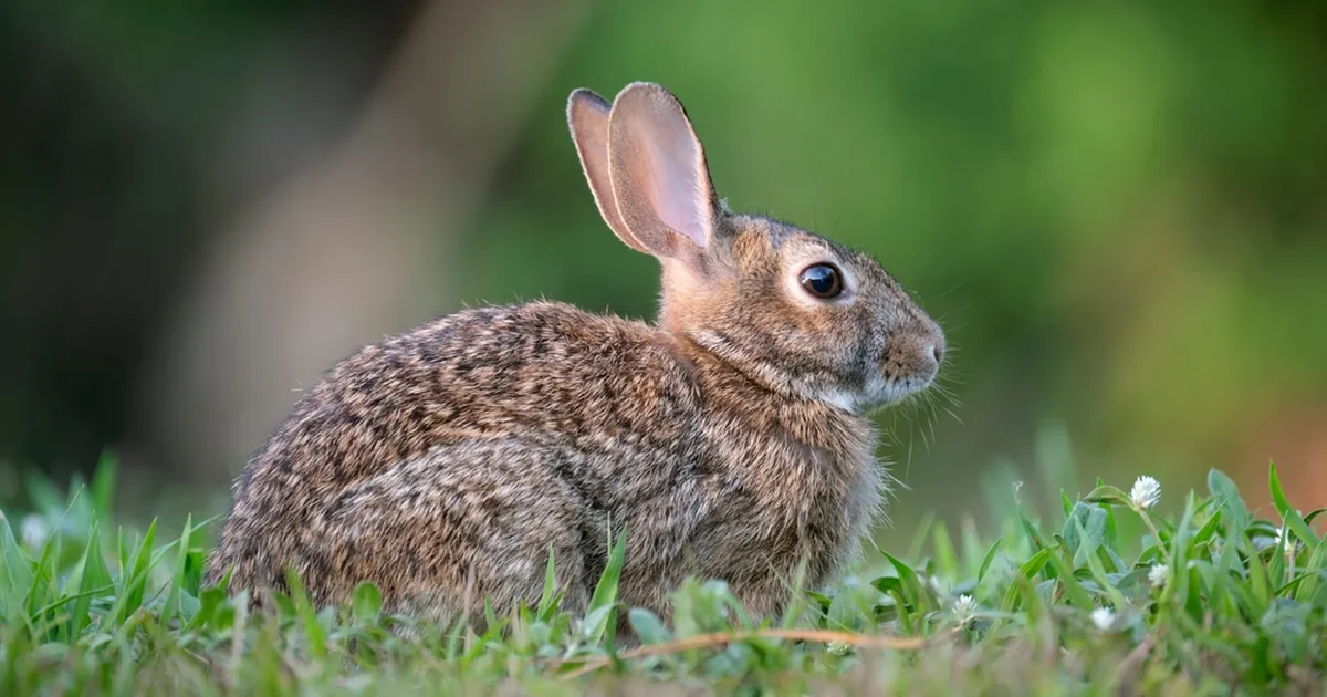 ÕUDNE ⟩ Jäneste seas levib haigus, mis tekitab hirmutavaid kasvajaid