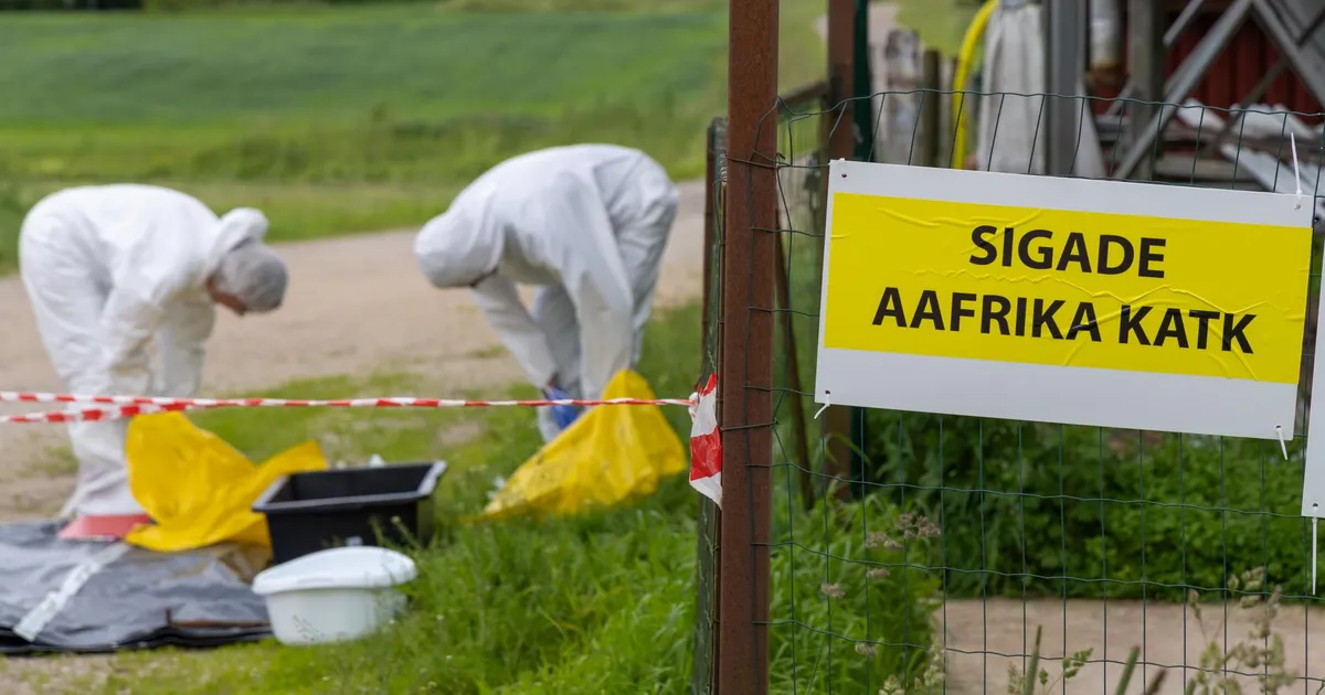 Desomatt ja UV-lamp ehk Kuidas seafarmi töötaja loomade juurde pääseb