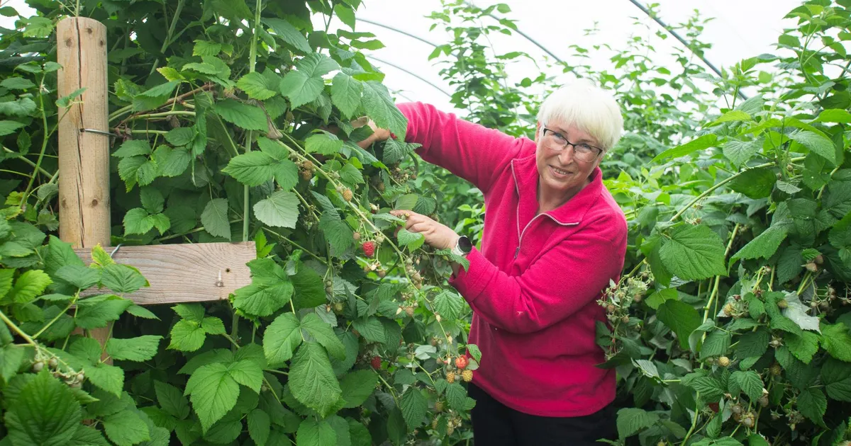 Köögiviljakasvataja: olen väsinud vihmaga võitlemisest