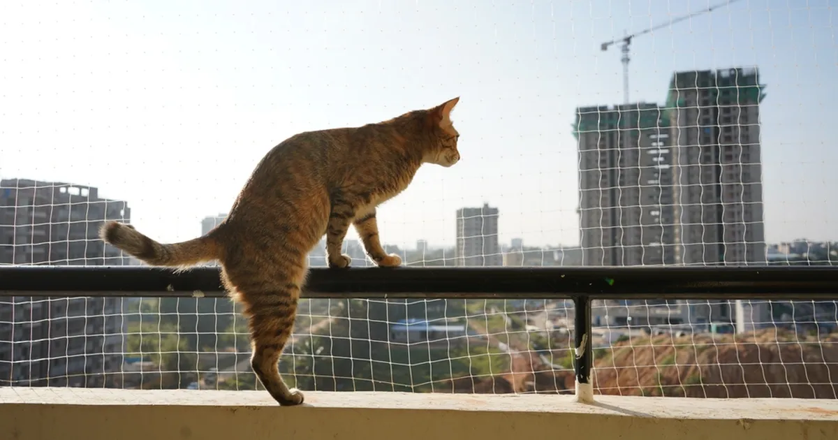 USKUMATU ⟩ Kass kukkus kõrgest kortermajast alla ja jäi imekombel ellu