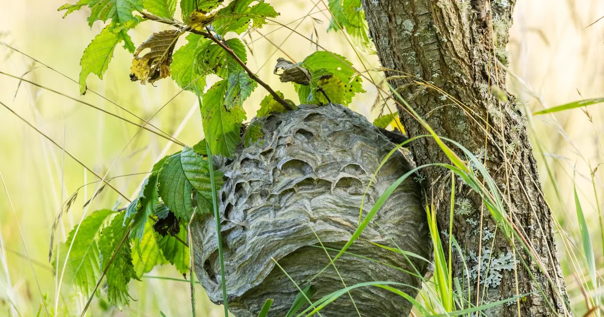 Loodusvaatlus ⟩ Herilased ehitasid taluhoovi vägeva pesa