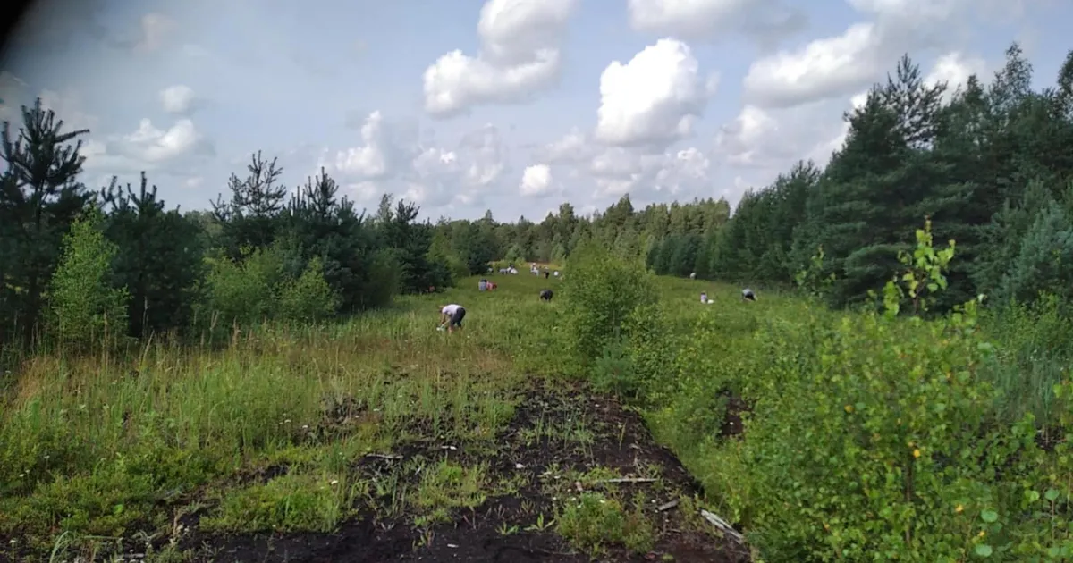 Metsikud tapatalgud idüllilises metsas