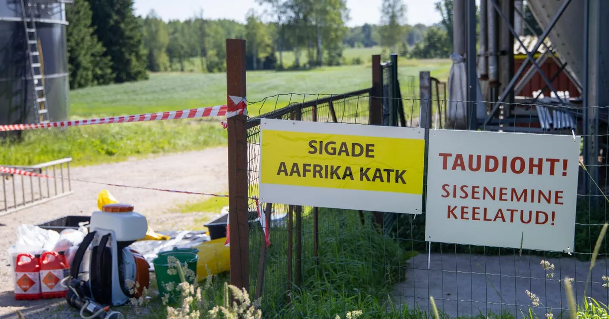 Põlvamaal 6700 seaga farmis kahtlustatakse sigade Aafrika katku, farmist leiti surnud sigu