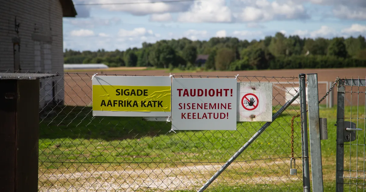 Maag Agro juht: palun ärge takistage taudikolde likvideerimist!