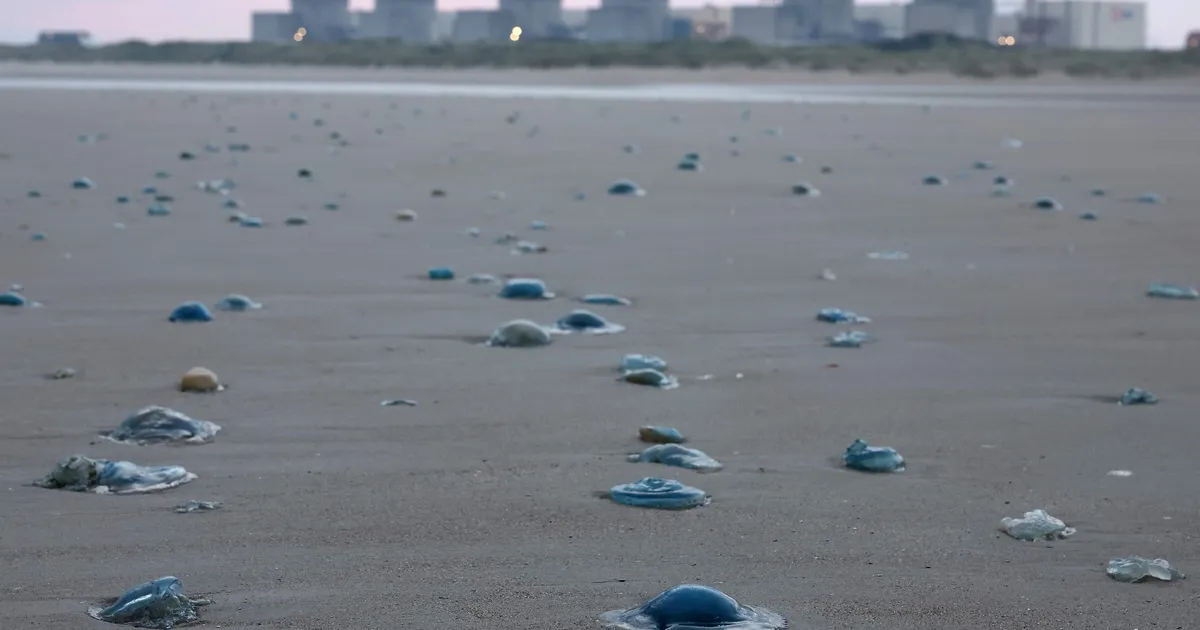 Lääne-Euroopa suurimat tuumaelektrijaama ründasid meduusid