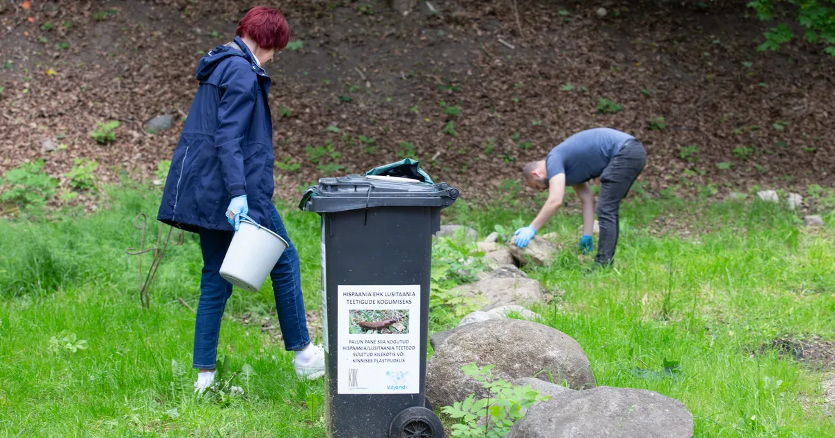Keskkonnaamet plaanib tugevdada võitlust Hispaania teetigudega