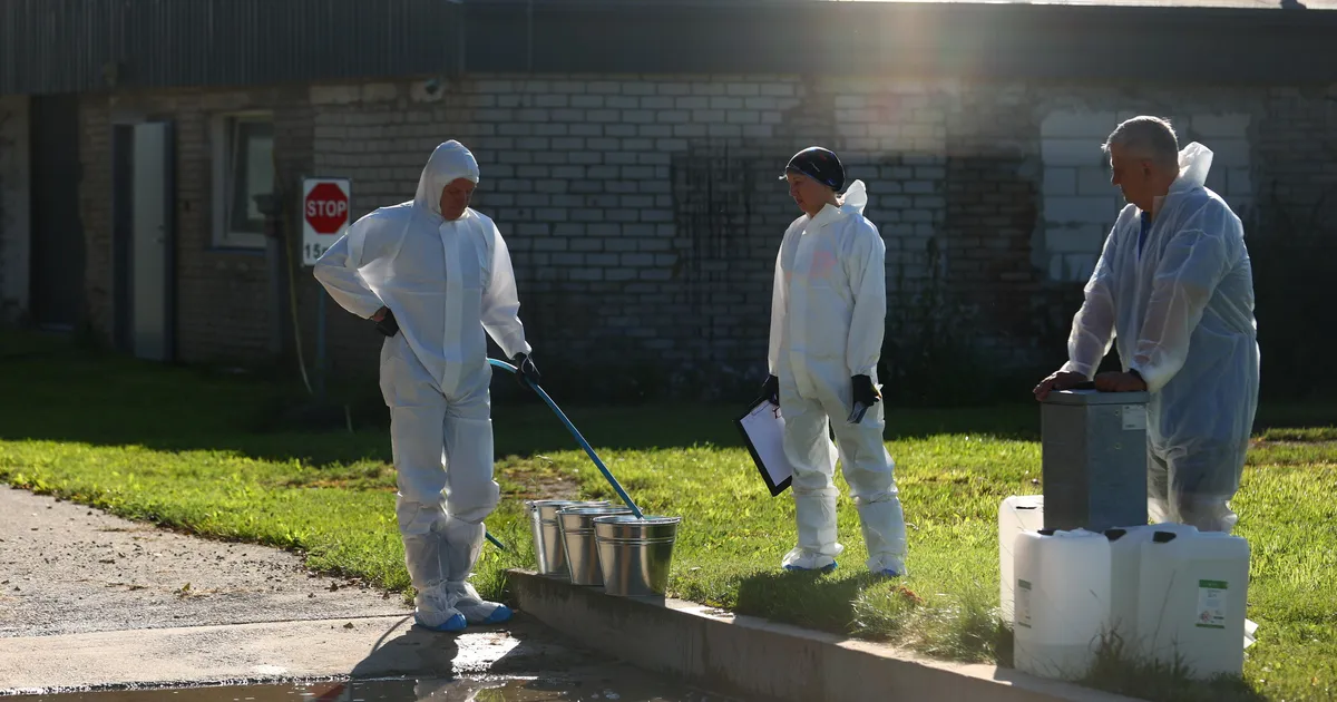 FOTOD ⟩ Kuula farmis käivad ettevalmistused sigade hukkamiseks ja äraveoks