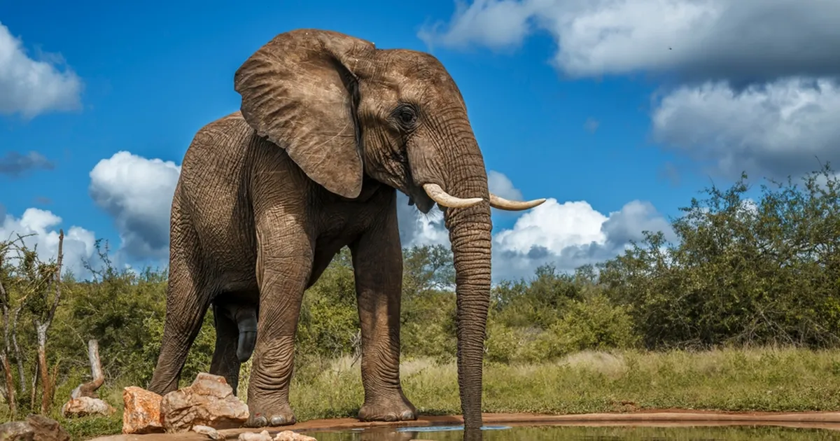 OOTAMATU ⟩ Elevant andis turistile valusa õpeptunni: jäin imekombel ellu!