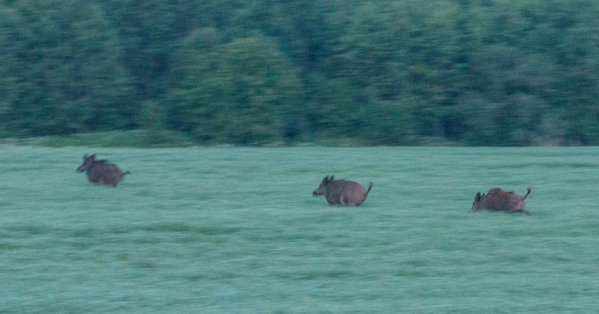 Keskkonnaamet suurendab metssigade küttimismahte: üleriigiliselt lubatakse küttida 18 000 isendit