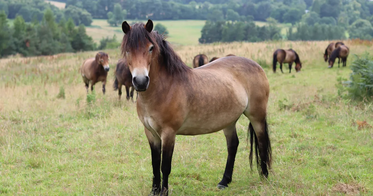 Tütre ponist sai õhtusöök. «Ma ei kahetse»