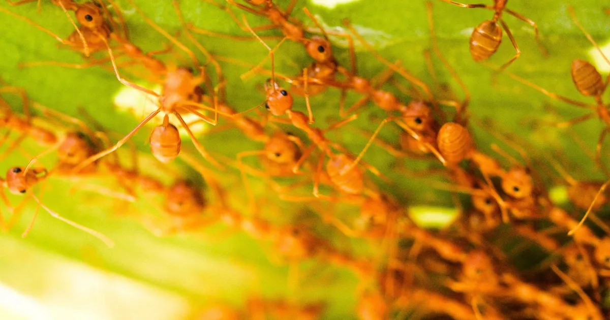 Inimestel on komme hulgakesi koos muutuda laisaks ja juhmiks – neil sipelgatel aga mitte