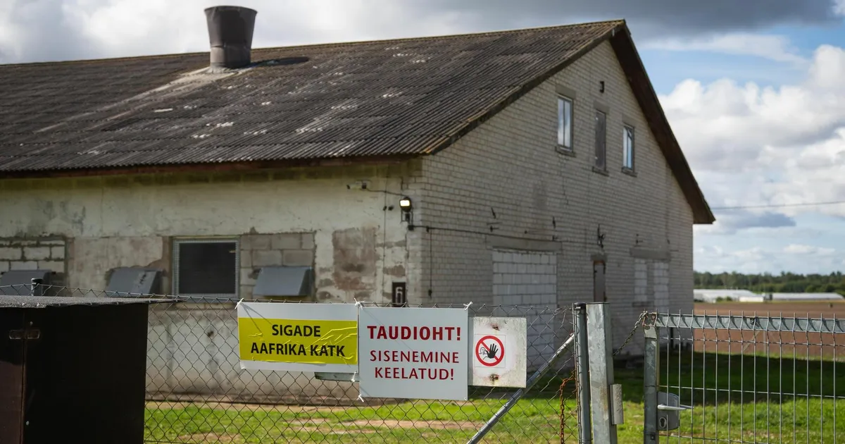 Ilmatsalus andsid täiendava vereproovi 13 siga, mitmel neist tuvastati katk