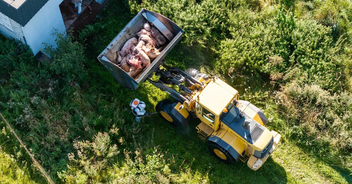 Tõsisema katkukolde leid jättis protestijad pika ninaga