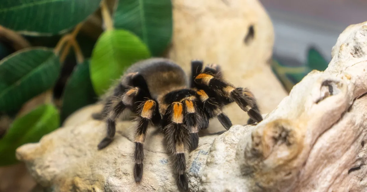 Saksamaa toll avastas tordipakendist õõvastava leiu: neid oli tuhandeid