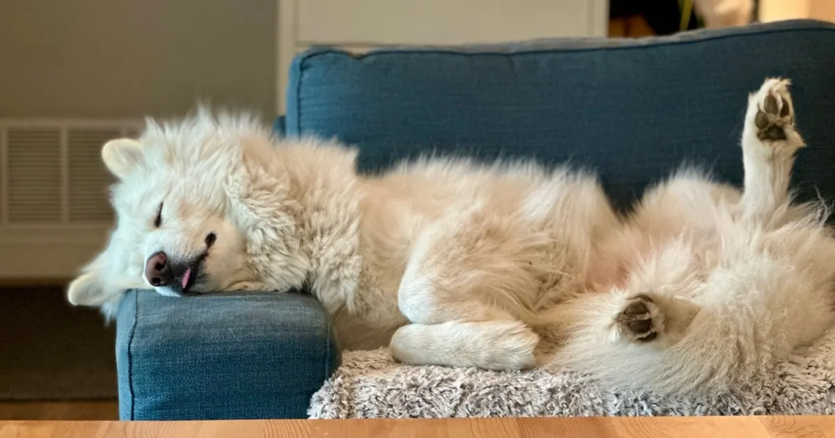 Ühe pere hällis puhkab ilmakodaniku asemel hoopis karvasem tegelane