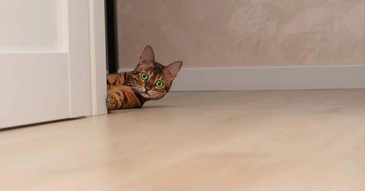 PÕNEV ⟩ Miks kassidele ei meeldi, kui uksed on kinni – vastus võib olla üllatav!