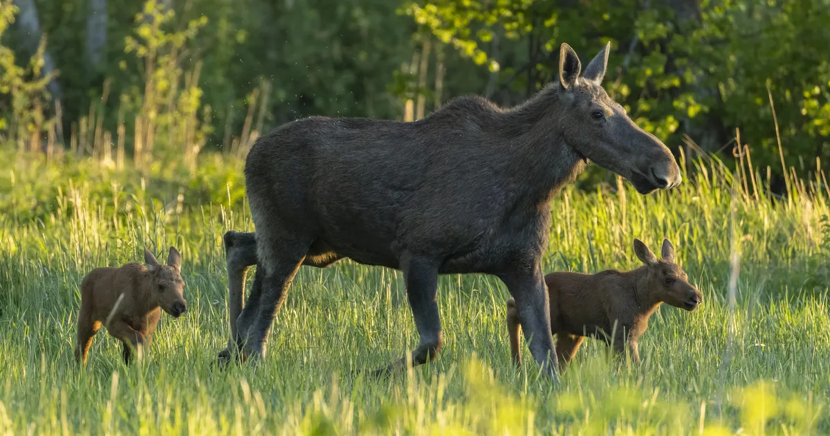 Põder – muinasaja mälestis ja nüüdisaja suuruluk