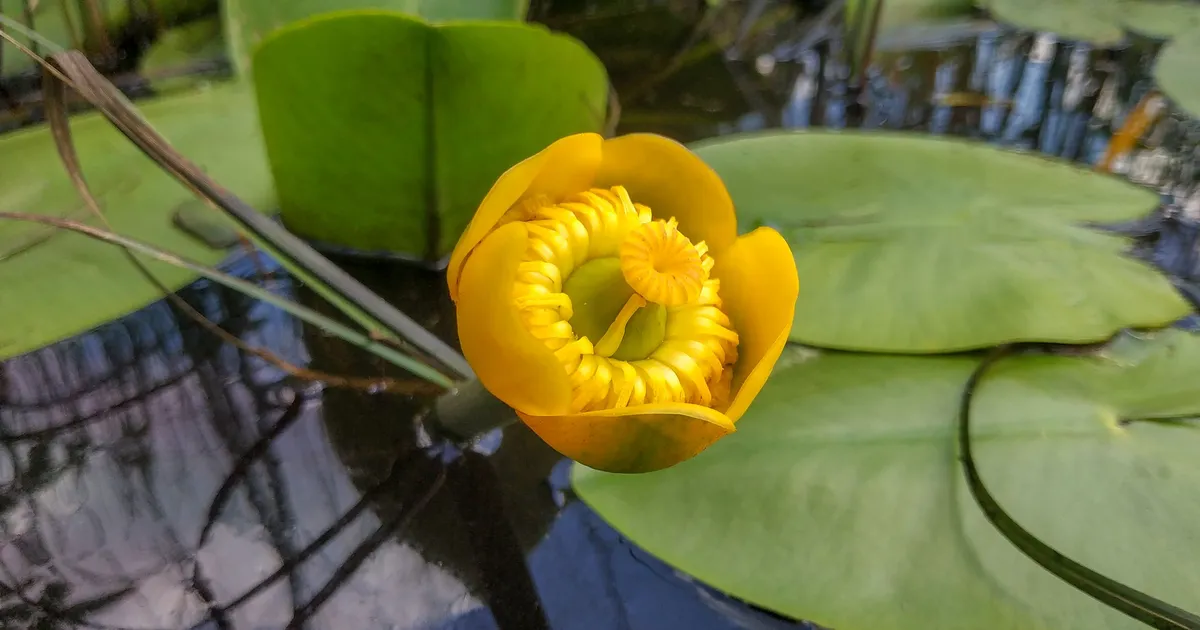 MAIT RUNGI ⟩ Kuidas saavad taimed vees elada?