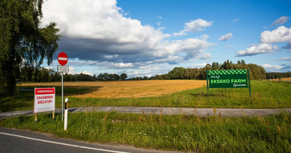 Sigade katk lükkab kodumaise sealiha kriisi