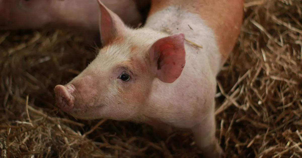 USAs tohib nüüdsest CRISPR geenmuundatud sigu kasvatada ja süüa – kas see võiks olla lahendus ka sigade Aafrika katku vastu?