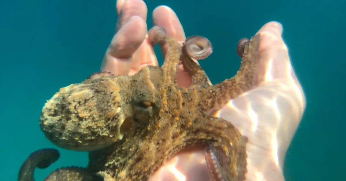 Kaheksajalad langevad sama triki ohvriks nagu inimesedki – neil on hämmastav mina-tunnetus