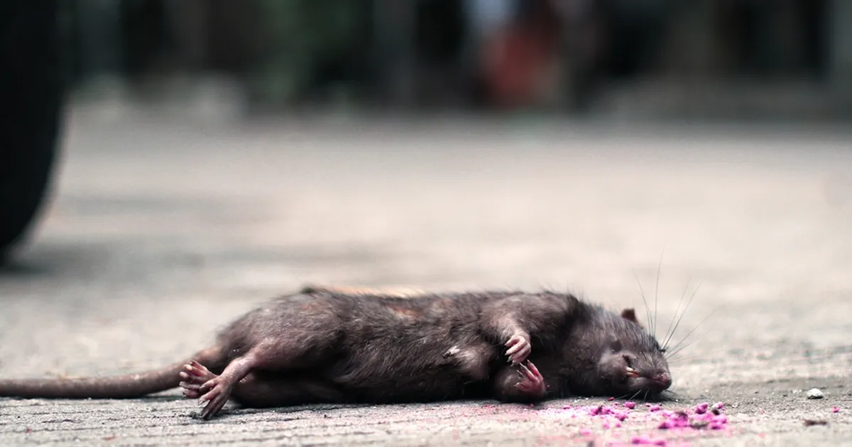 VAATA ⟩ Rotimürgil on enneolematu mõju ka teistele loomadele