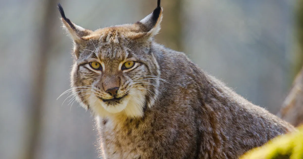 Lääne-Virumaal pakkus ilves pealtvaatajale ootamatu elamuse
