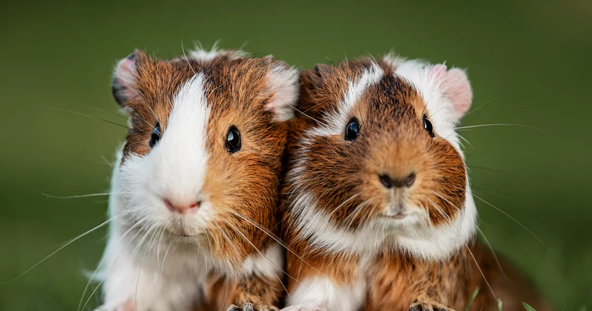 KOHUTAV ⟩ Loomade varjupaigas töötanud vangid tegid loomadega õõvastavaid asju