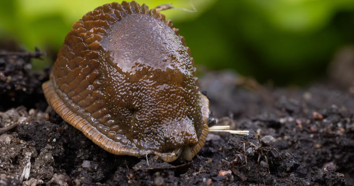 Hispaania teetigude rünnaku all ägavad lõunanaabrid korraldavad korjamisvõistluse