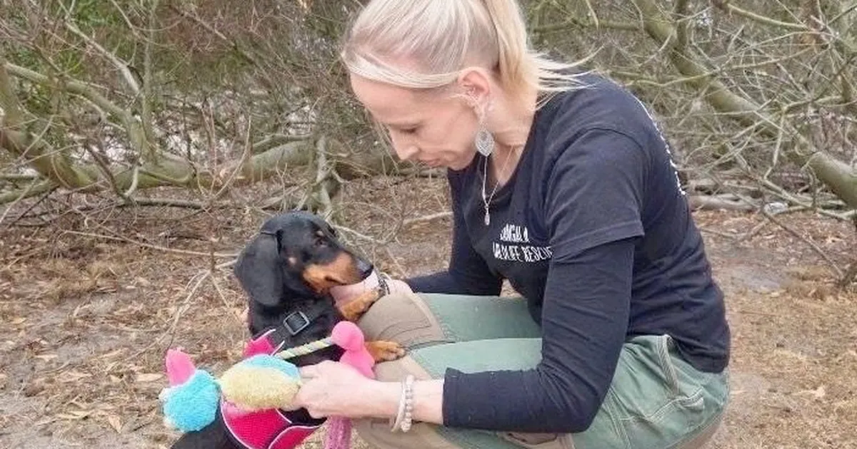 SÜDAMLIK TAASKOHTUMINE ⟩ Poolteist aastat tagasi kadunud koerake jõudis koju tagasi