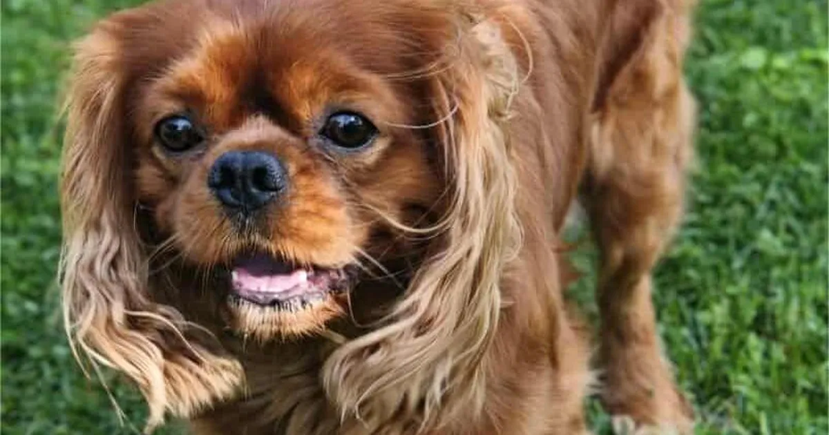 Mitu nädalat tagasi Tapal kaduma läinud tõukoer leiti üles. «See on lihtsalt ime!»