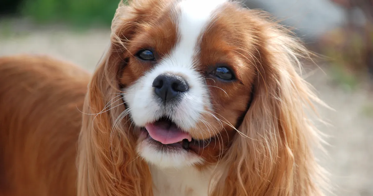 Luigel kohtuvad üle 250 koeratõu esindajad, näha saab ka väga haruldasi tõuge
