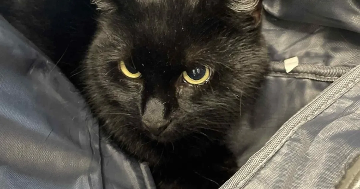 Pesaleidja töötajad šokis: 6 aasta eest kodu leidnud kassi kohta tuli südantlõhestav teade