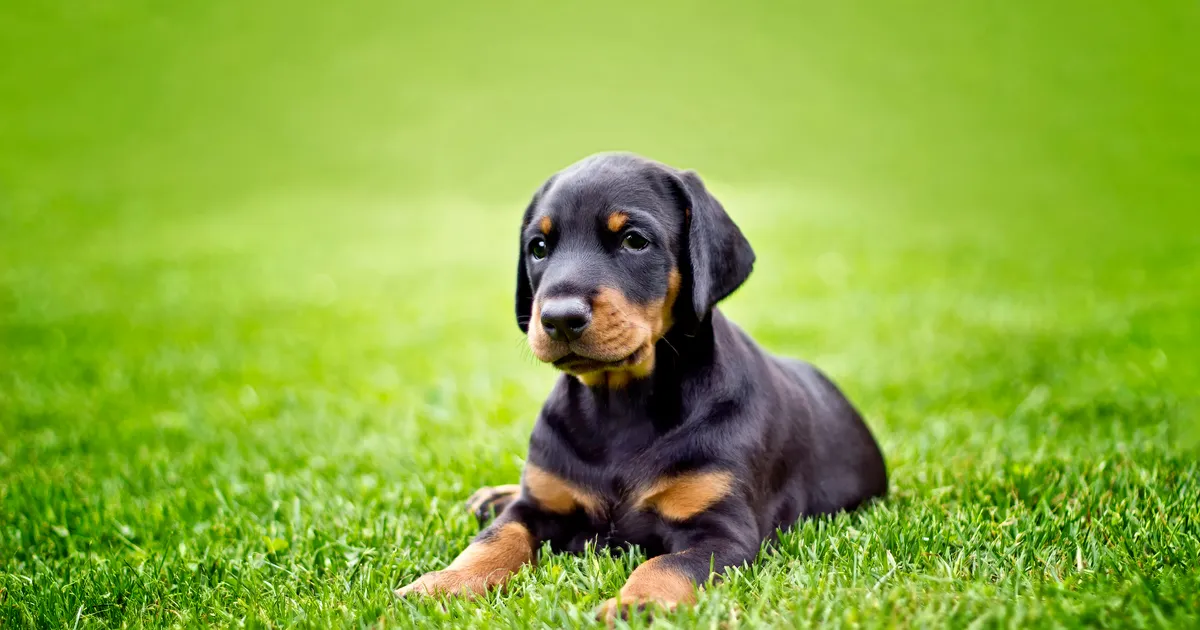 «Taksikutsikast kasvas dobermann!» ehk mida peab teadma enne tõukoera võtmist