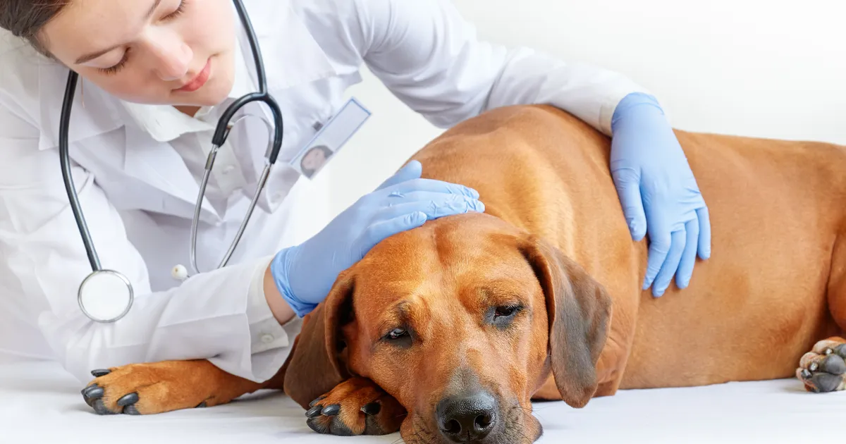 Veterinaar: kliendid püüavad kallimaid raviprotseduure edasi lükata