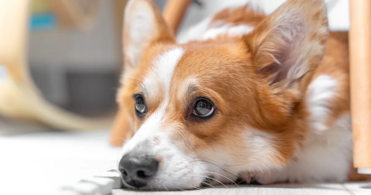 TASUB TEADA ⟩ Üllatav põhjus, miks koer metsikult karva ajab