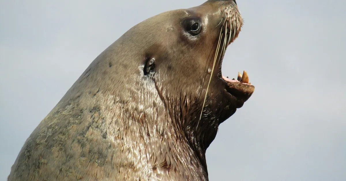 Californias merelõvisid niitev neeruhaigus on ohtlik ka inimesele