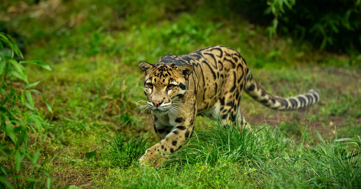 Vaatajad hämmingus: kaamera ette jäi loom, keda on vabas looduses pea võimatu näha