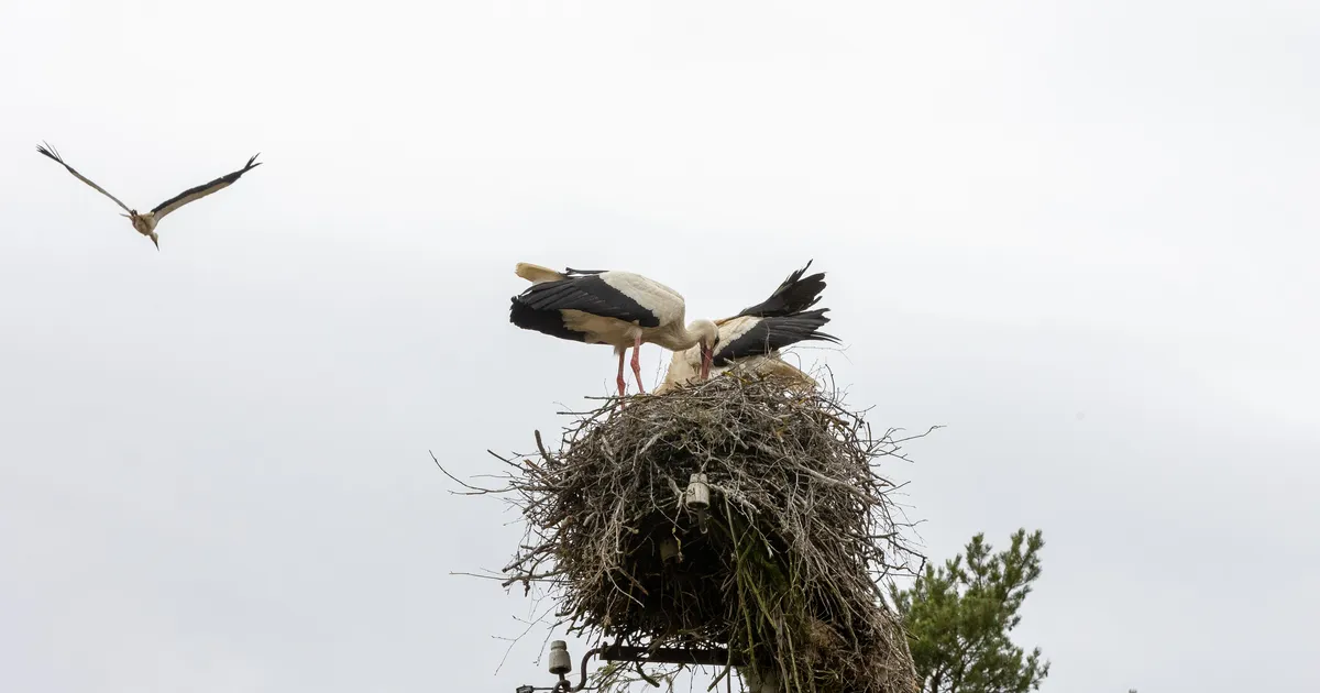 Noore toonekure saatus tõi Anija valla naisele pisarad silma