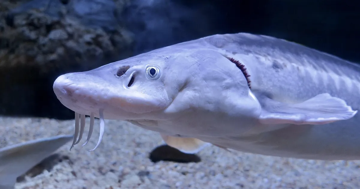 HULLUMEELNE ÄPARDUS ⟩ Ungari teadlased sünnitasid tõelise monstrumi, kui läksid aitama üht Vene looma