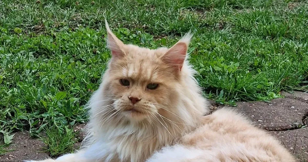 LEIUTASU 500 EUROT ⟩ Tallinnas Haaberstis läks kaduma Maine Coon tõugu kass: hiilis öösel terrassiuksest välja