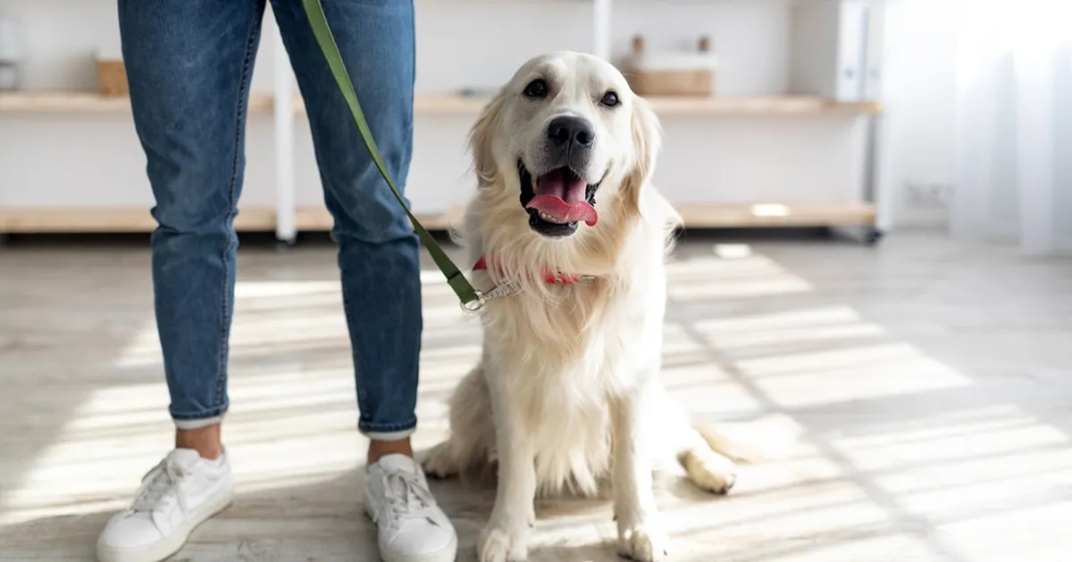 TÕELINE SÕPRUS ⟩ Kuldsel retriiveril on omamoodi hobi: ta on nende pärast mures