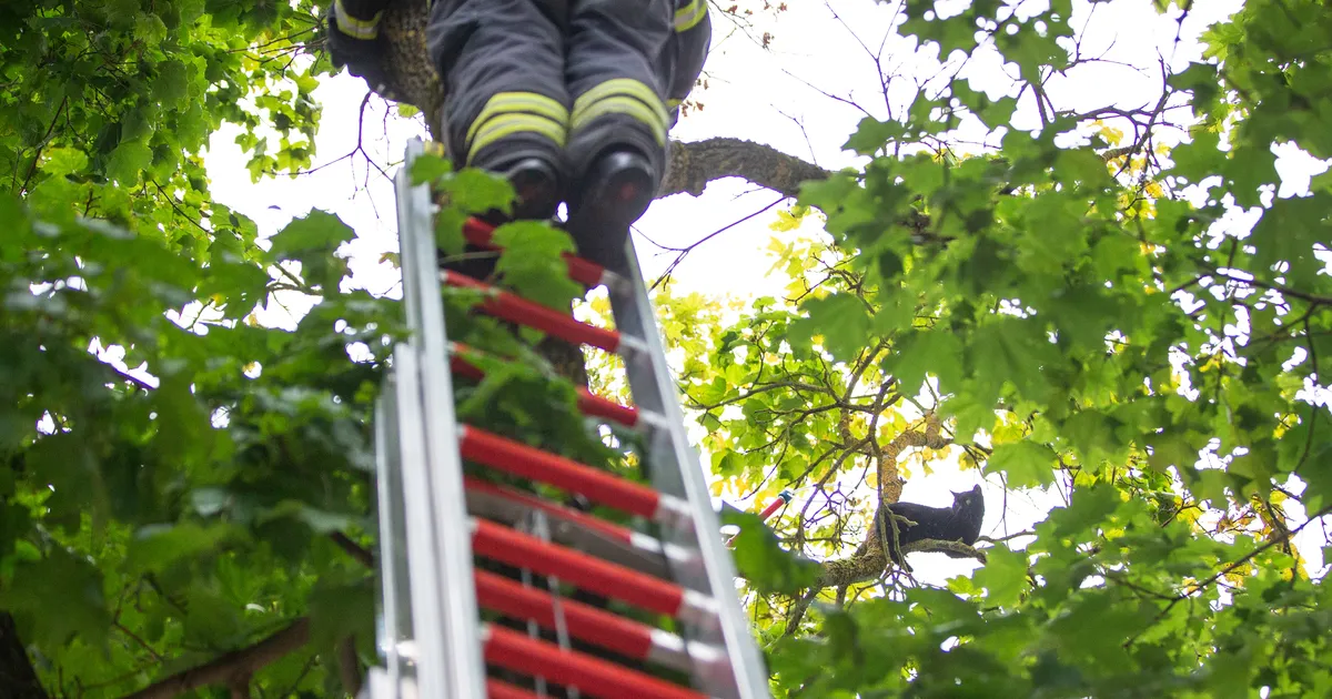 Video ja galerii ⟩ Vahtra otsast jooksikkassi päästmiseks läks vaja kaht redelautot