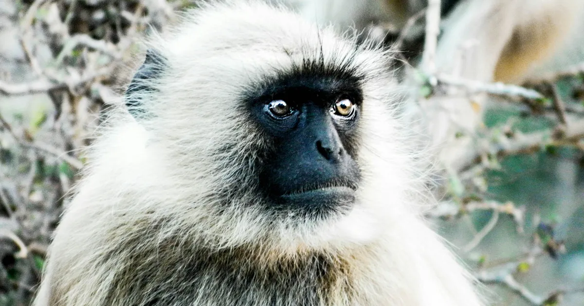 Meie kauged esivanemad ei arenenudki välja keset Aafrikat vaid hoopis seal…