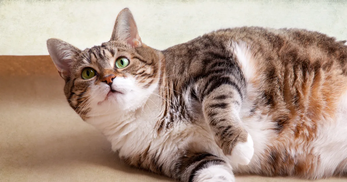 ÜLLATAVALT TÕHUS ⟩ Uus abivahend aitab koertel ja kassidel võidelda levinud murega, mis lühendab eluiga